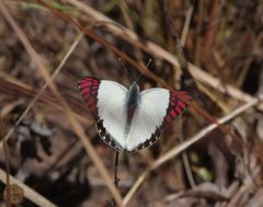 Colotis celimene amina