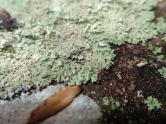 Heterodermia spathulifera