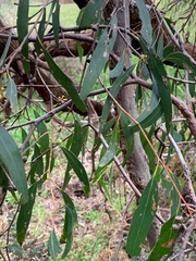 Eucalyptus viminalis pryoriana