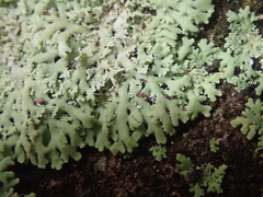 Heterodermia spathulifera