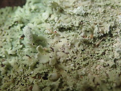 Heterodermia spathulifera