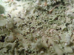 Heterodermia spathulifera