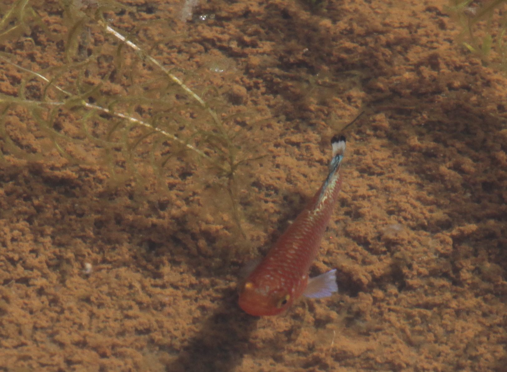 Nothobranchius kafuensis