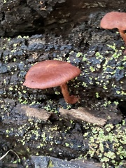 Tubaria rufofulva