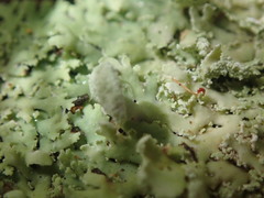 Heterodermia spathulifera