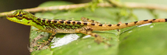 Anolis ventrimaculatus