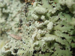 Heterodermia spathulifera