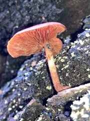Tubaria rufofulva