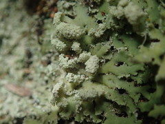 Heterodermia spathulifera