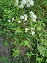 Galium × pseudoboreale