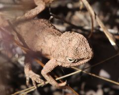 Agama armata