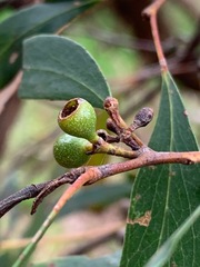 Eucalyptus viminalis pryoriana