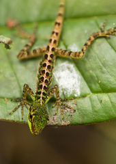Anolis ventrimaculatus