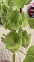 Moluccella
