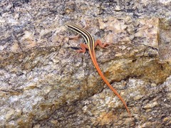 Ophisops leschenaultii