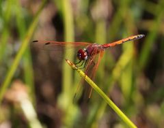 Trithemis arteriosa