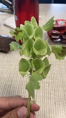 Moluccella
