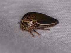 Stictopelta marmorata