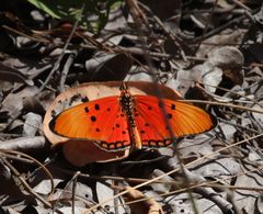 Acraea acrita
