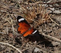 Acraea rhodesiana