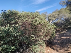 Arctostaphylos pallida