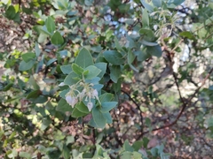 Arctostaphylos pallida