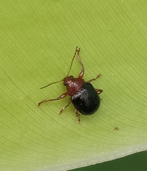 Basilepta subcostata