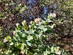 Arctostaphylos pallida