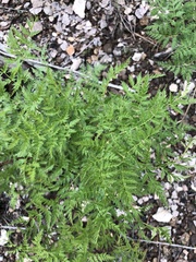 Ligusticum porteri