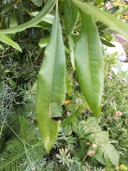 Morella californica