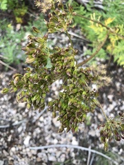 Ligusticum porteri