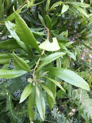 Morella californica