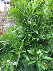 Morella californica