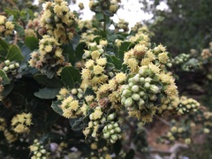 Baccharis pilularis