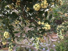 Baccharis pilularis
