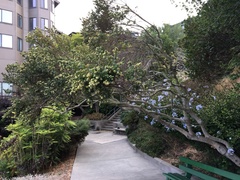 Baccharis pilularis