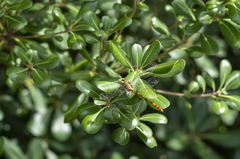 Aphylla angustifolia