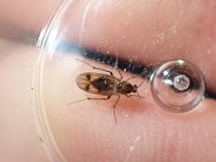 Anomalomyia guttata