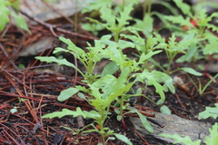 Dysphania graveolens