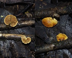 Pleuroflammula praestans