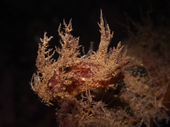 Dendronotus europaeus