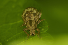 Pseudocneorhinus obesus