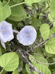 Jacquemontia pringlei