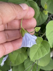 Jacquemontia pringlei