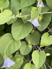 Jacquemontia pringlei