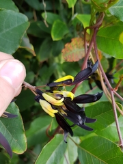 Kennedia nigricans