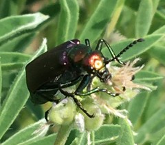 Lytta nuttalli