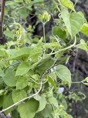 Jacquemontia pringlei