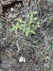 Jacquemontia pringlei