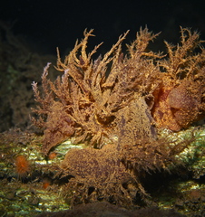 Dendronotus europaeus